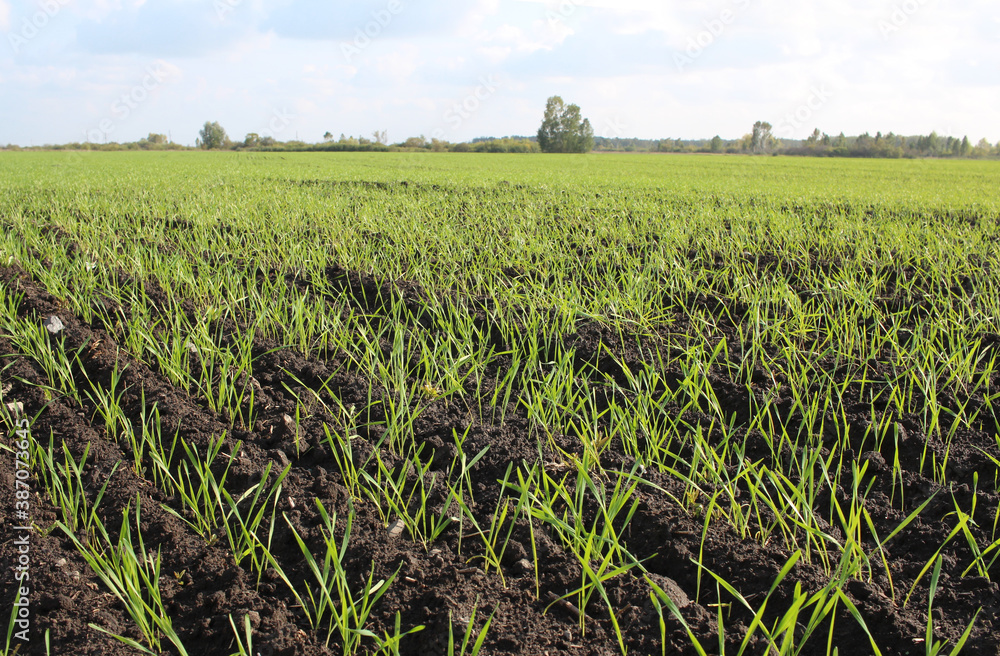 field of plowed land with wheat germ crops agriculture field of plowed land with wheat germ crops agriculture