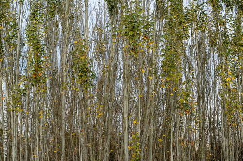 Populus alba. White Poplar Forest in autumn. Region of El Páramo, León, Spain.