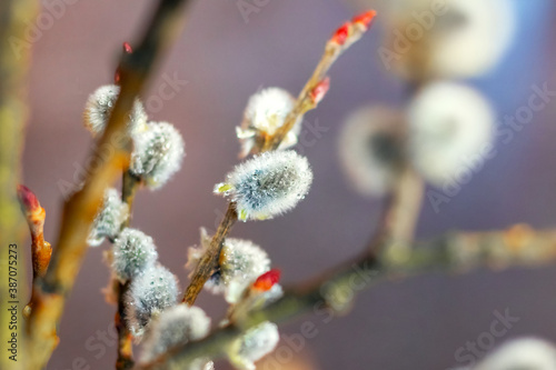 Willow twigs with catkins on a blurred background