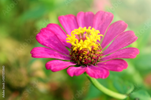 Close up pretty pink Zinnia flowers in bloom