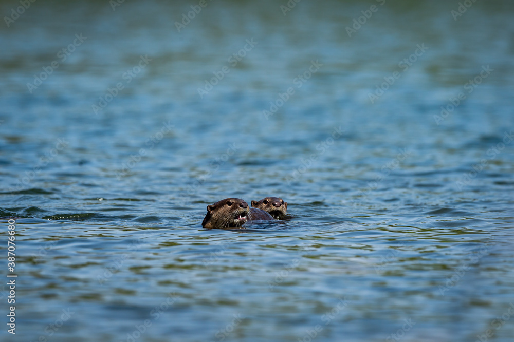 Smooth coated otter in pristine blue water of ramganga river for fishing at dhikala zone of jim corbett national park or tiger reserve uttarakhand india - Lutrogale perspicillata Smooth coated otter in pristine blue water of ramganga river for fishing at dhikala zone of jim corbett national park or tiger reserve uttarakhand india - Lutrogale perspicillata