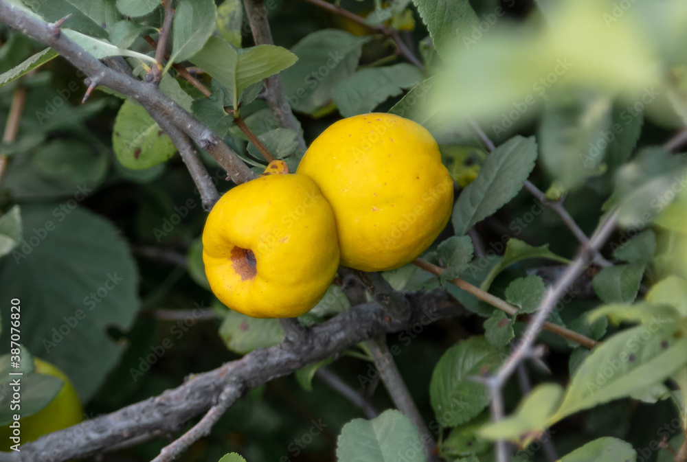 Close up of yellow quince on a plant