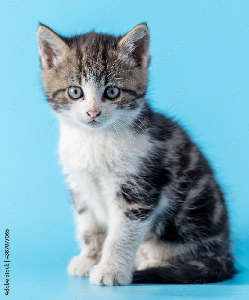 Obraz premium The cat is isolated on a blue background.