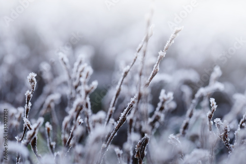 Frosty weather. Stalks of grass covered with frost.Grass in the frost. Frost on the grass in the morning sun.Winter natural plant background.November and December. Late Autumn. Winter 