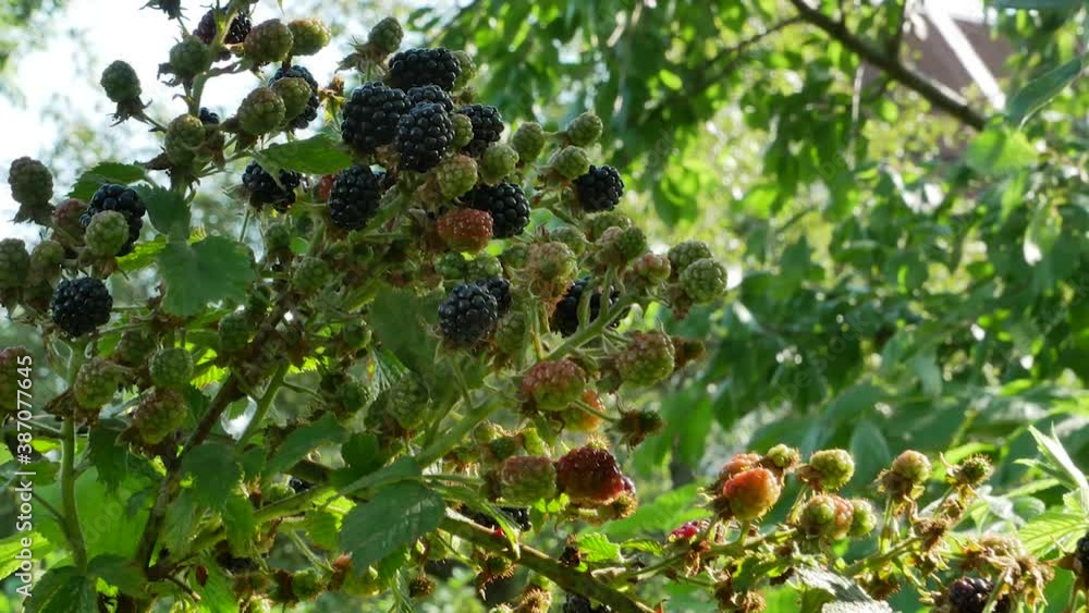 Blackberry bush on the background of a green garden. delicious wild ripe blackberries close up High quality 4k footage Blackberry bush on the background of a green garden. delicious wild ripe blackberries close up High quality 4k footage