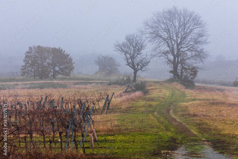trees shrubs and vineyards with dense fog
