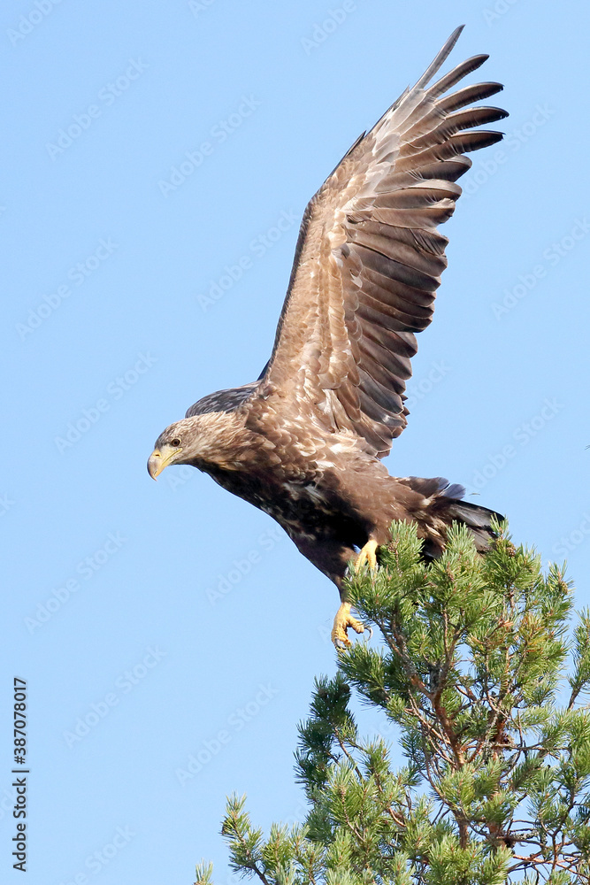 Obraz premium white-tailed eagle