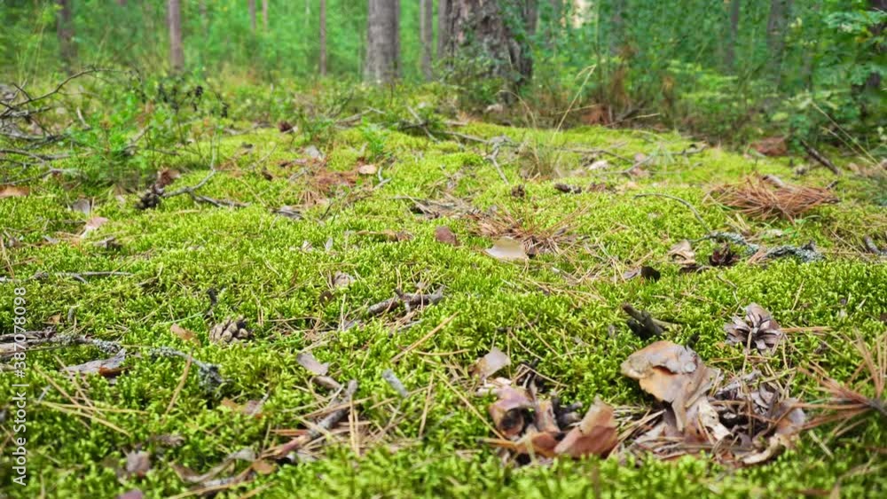 Dense green moss in the forest, background. Slider shooting, landscape. Dense green moss in the forest, background. Slider shooting, landscape.