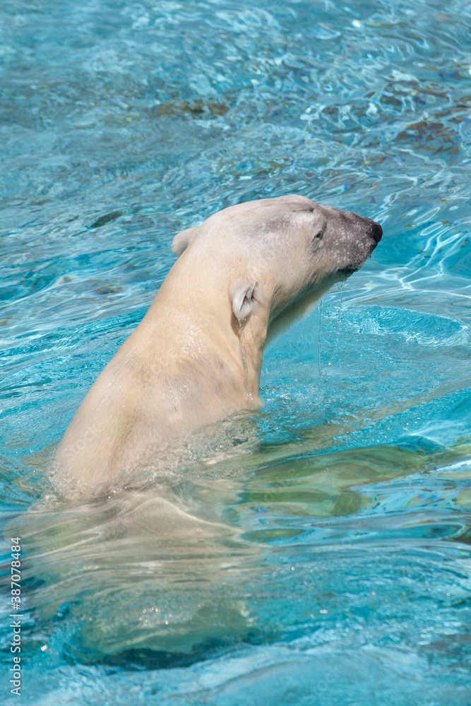 Naklejka premium 天王寺動物園のシロクマ