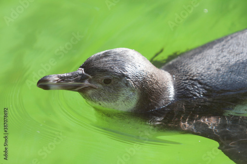 天王寺動物園のフンボルトペンギン