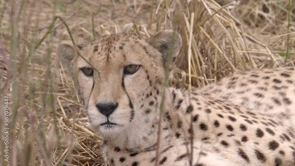 Scenic closeup view of watchful cheetah in dry high grass looking, tracking, day Scenic closeup view of watchful cheetah in dry high grass looking, tracking, day