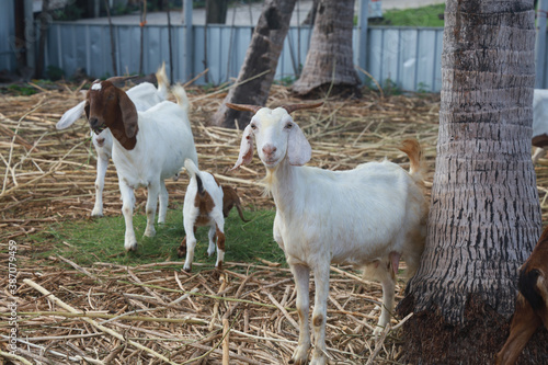 Fototapeta Naklejka Na Ścianę i Meble -  Many goats in the farm are waiting for food.