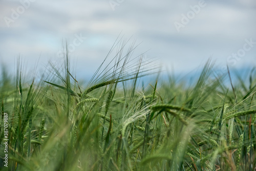 Summer field of new fresh green barley cereals