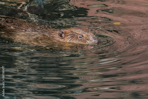Eurasian Beaver (Castor fiber) in the pond