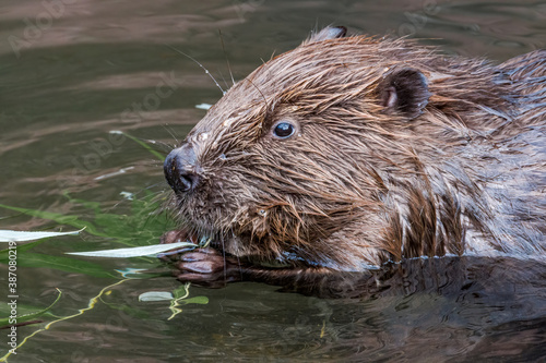 Eurasian Beaver (Castor fiber) in the pond