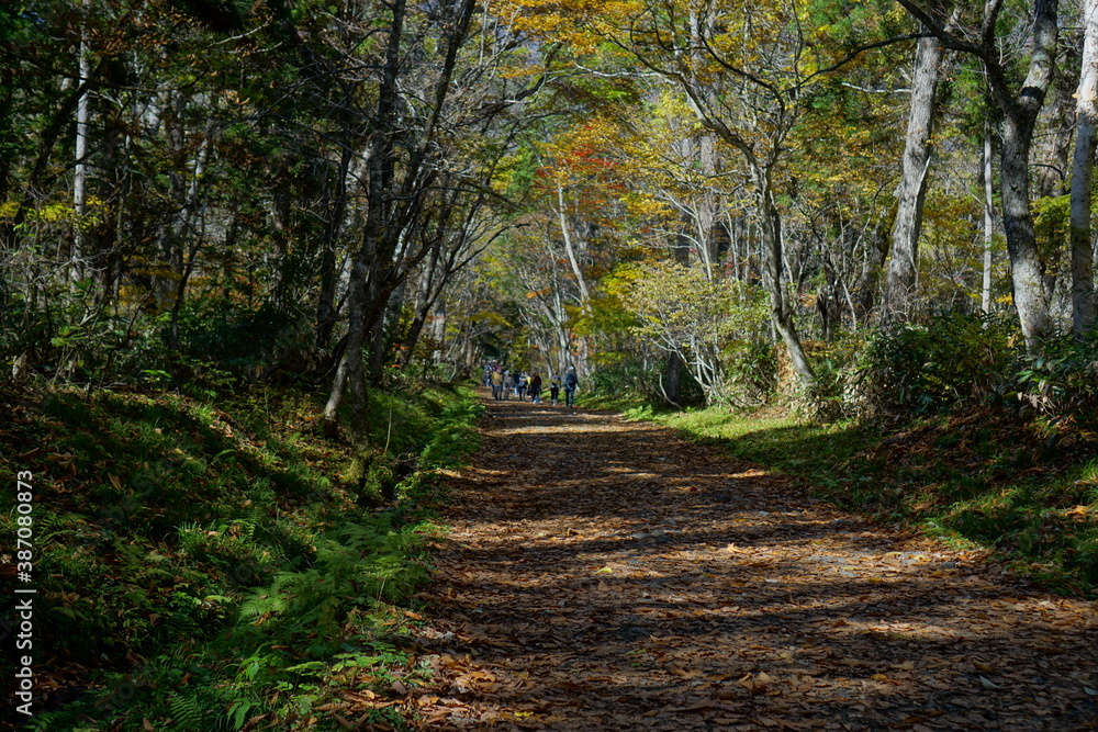 Obraz premium Tree-lined road in autumn. in the forest. A promenade with fallen leaves.