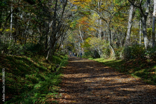 Tree-lined road in autumn. in the forest. A promenade with fallen leaves.