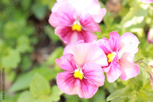 パンジーの花