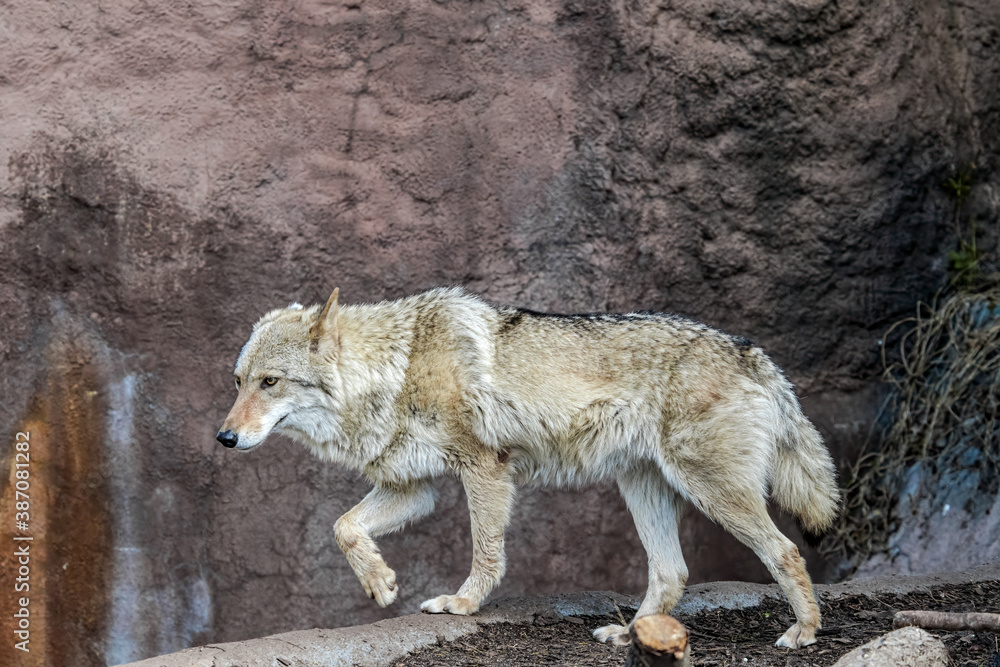 Fototapeta premium Gray Wolf (Canis lupus)