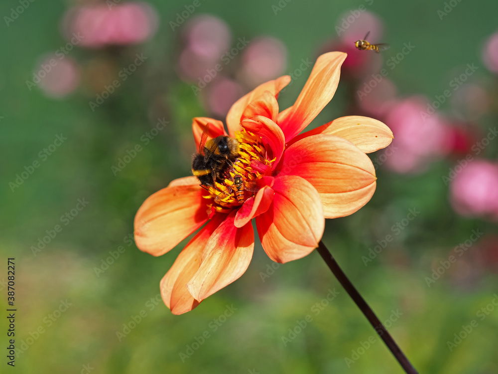 Closeup of a beautiful orange Dahlia flower in a garden with a bumblebee and hoverflies Closeup of a beautiful orange Dahlia flower in a garden with a bumblebee and hoverflies