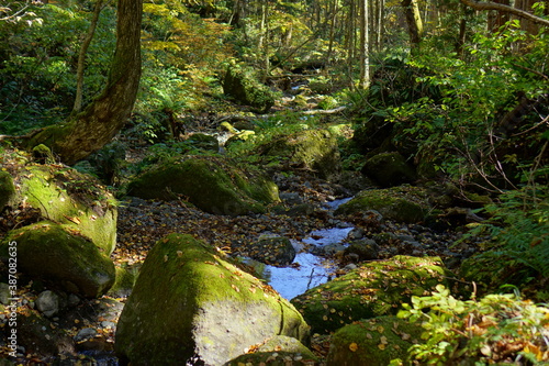 A road lined with large cedar trees. In the forest where the sunlight shines through. Beautiful Japanese landscape.