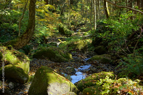 A road lined with large cedar trees. In the forest where the sunlight shines through. Beautiful Japanese landscape.