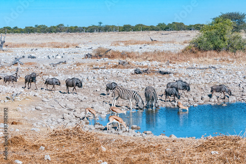 Burchells zebras, springbok and blue wildebeest in northern Namibia
