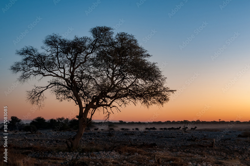 Silhouettes of Burchells zebras walking past large tree at sunset