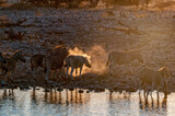 Burchells zebras at sunset