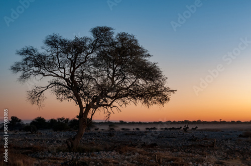 Silhouettes of Burchells zebras walking past large tree at sunset