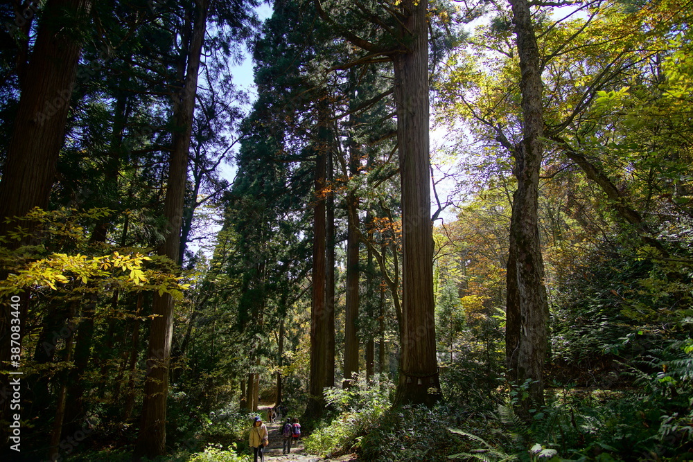 Fototapeta premium A road lined with large cedar trees. In the forest where the sunlight shines through. Beautiful Japanese landscape.