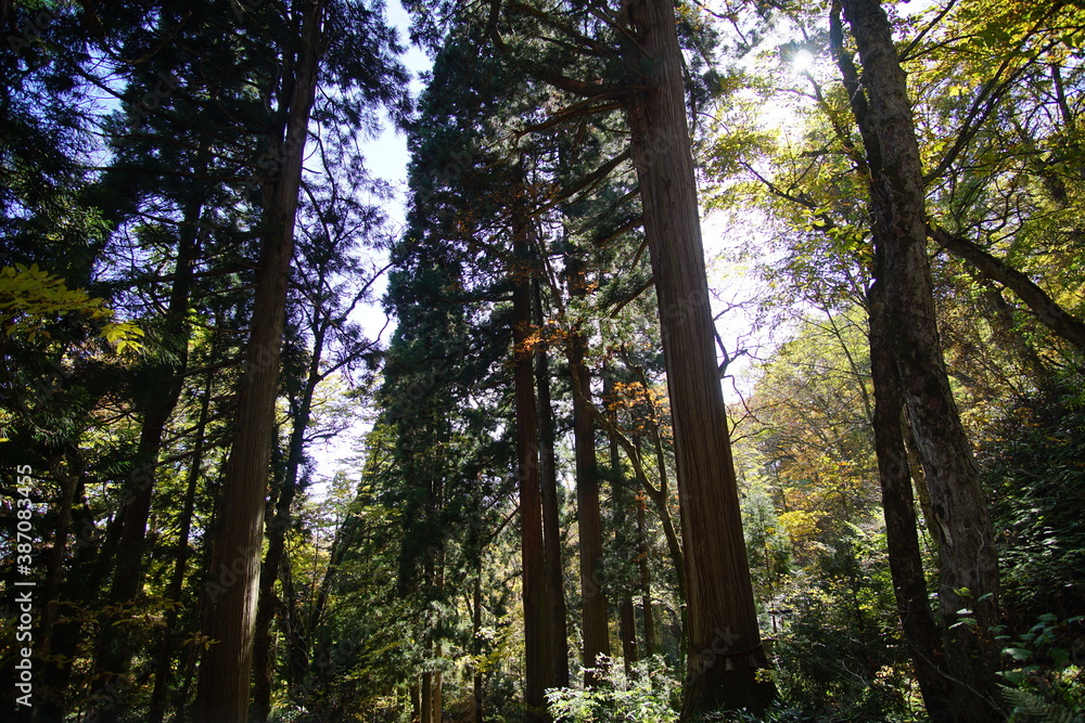 Obraz premium A road lined with large cedar trees. In the forest where the sunlight shines through. Beautiful Japanese landscape.