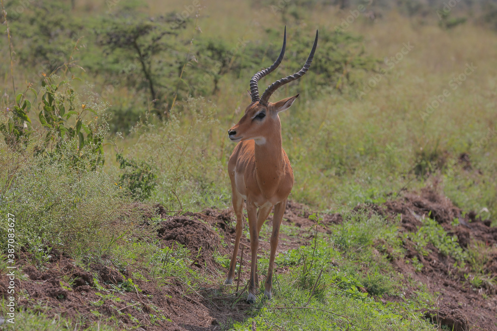 Naklejka premium impala in the savannah