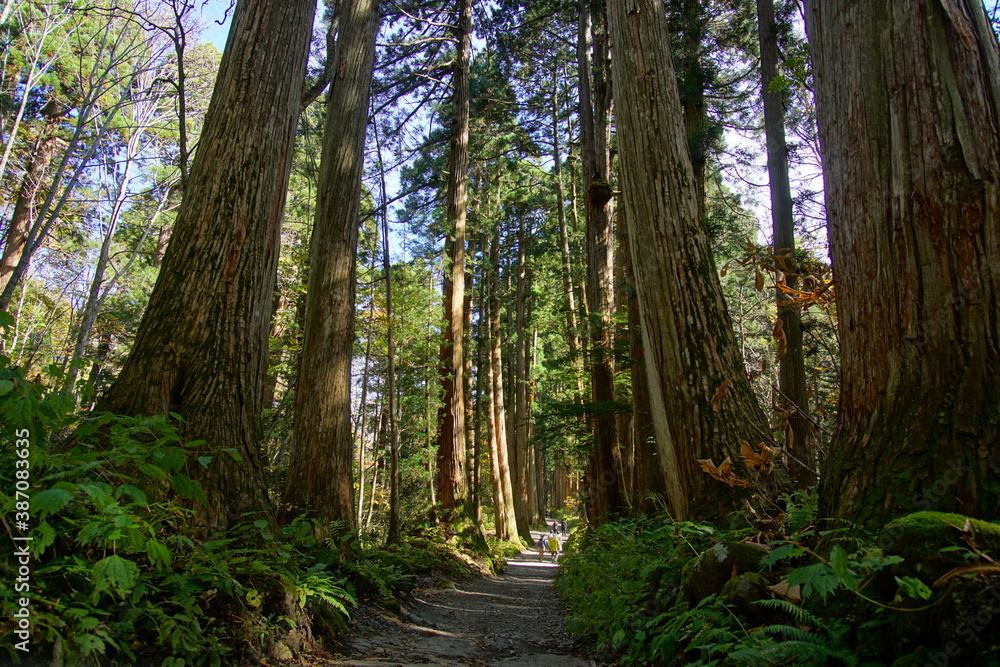 A road lined with large cedar trees. In the forest where the sunlight shines through. Beautiful Japanese landscape. A road lined with large cedar trees. In the forest where the sunlight shines through. Beautiful Japanese landscape.