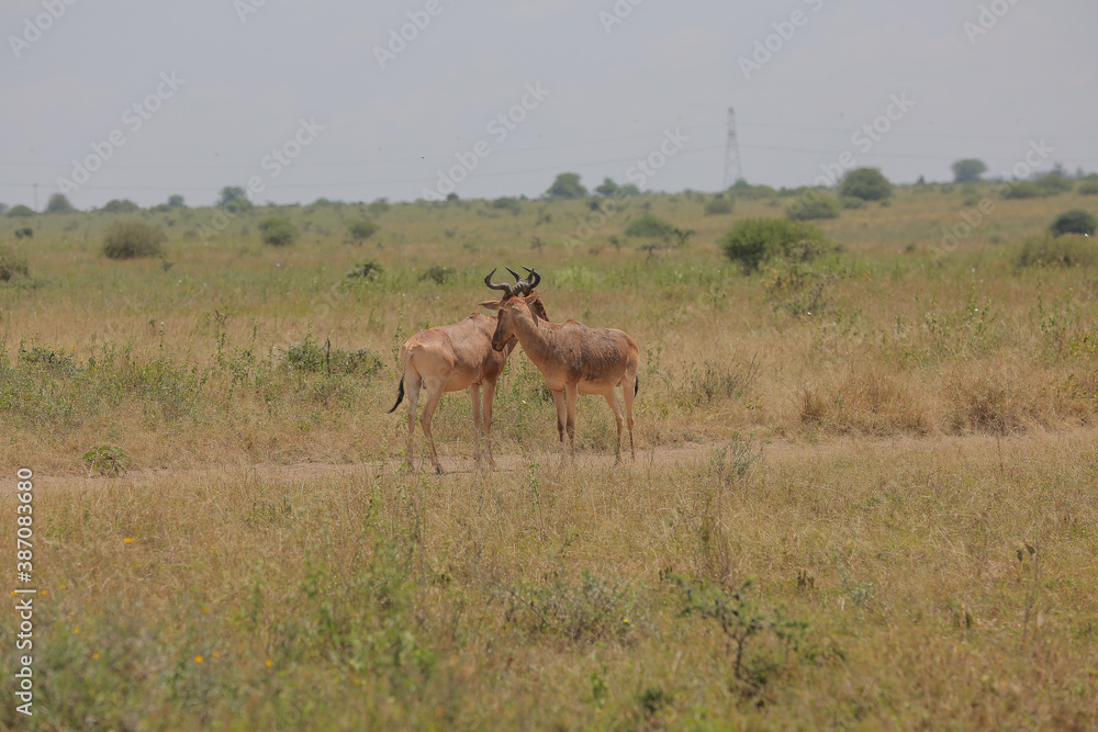 antelope in the wild antelope in the wild