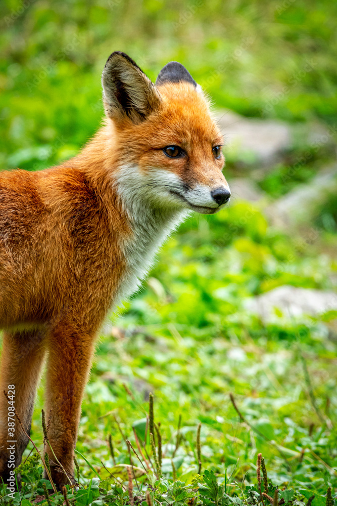 Portrait of a red fox, Vulpes vulpes on a green background Portrait of a red fox, Vulpes vulpes on a green background