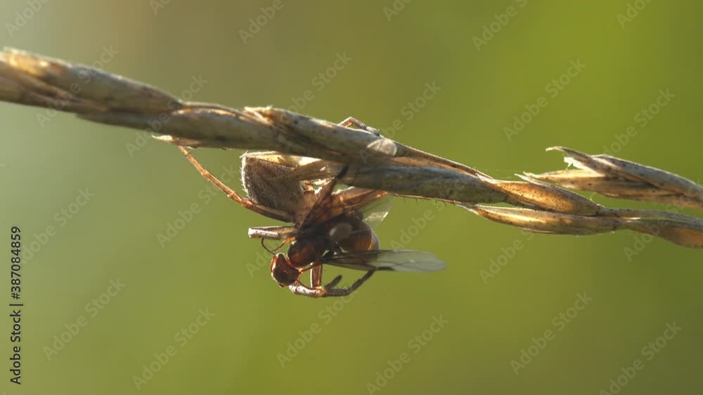 Jumping spider attacked and caught fly and holds it tightly in its paws on dry stalk of grass with dry seeds. Early morning covered in dew Jumping spider attacked and caught fly and holds it tightly in its paws on dry stalk of grass with dry seeds. Early morning covered in dew