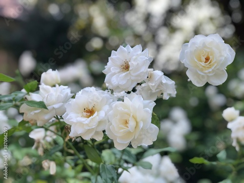 white flowers