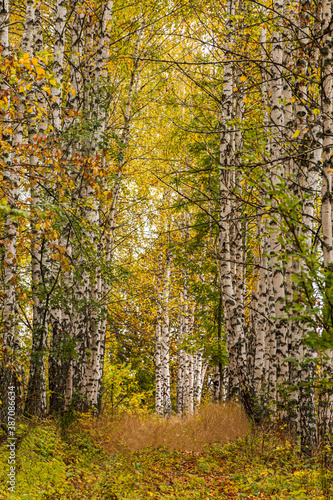 Autumn birch forest vertical composition. Colorful bright yellow birch grove. The natural background. Slender white trunks in the soft sunlight. The concept of Golden autumn. Relaxation and privacy.