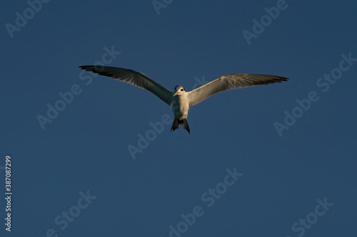 Swift Tern flying on the north-eastern coast of Qatar