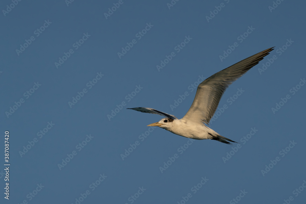 Swift Tern flying on the north-eastern coast of Qatar Swift Tern flying on the north-eastern coast of Qatar