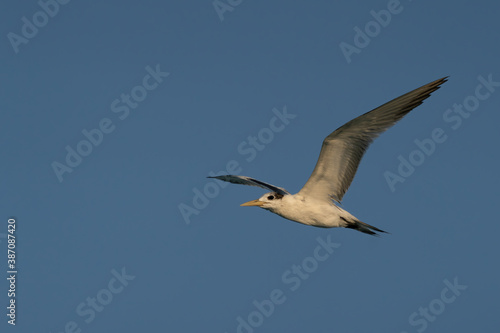 Swift Tern flying on the north-eastern coast of Qatar © sorin