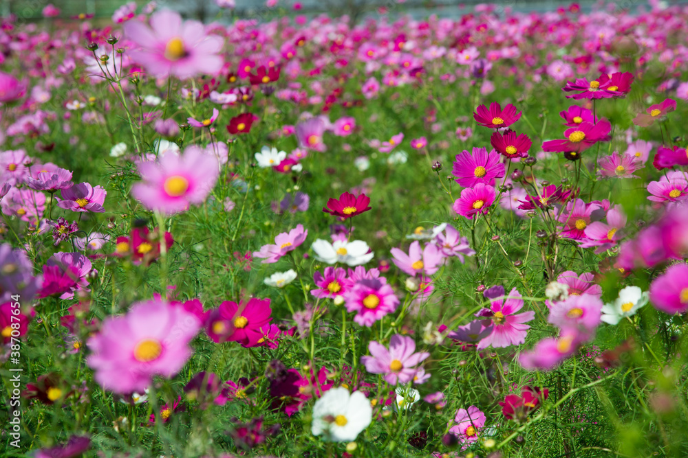 秋の花　たくさんのコスモス　