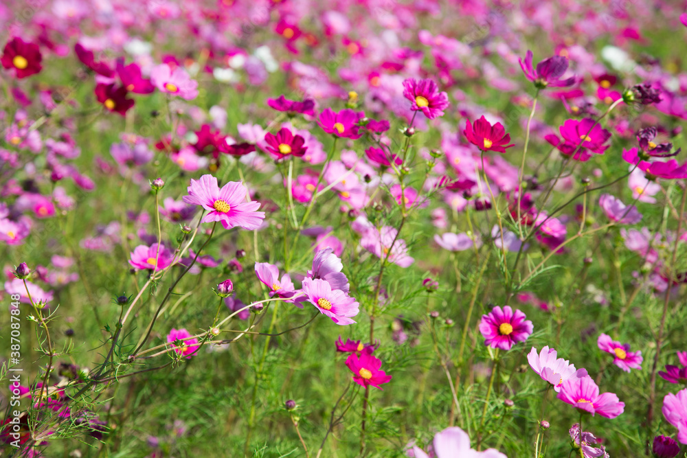 秋の花　たくさんのコスモス　