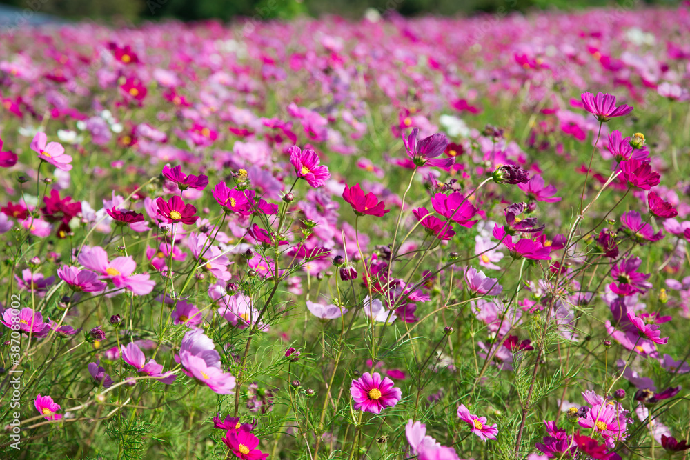 秋の花　たくさんのコスモス　