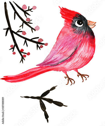 Watercolor red cardinal bird botanical illustration