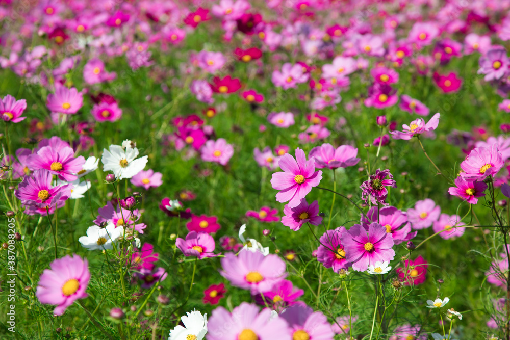 秋の花　たくさんのコスモス　