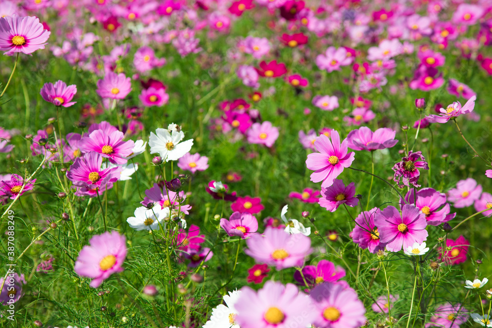 秋の花　たくさんのコスモス　