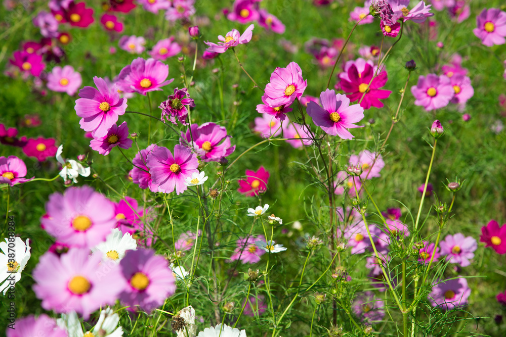 秋の花　たくさんのコスモス　