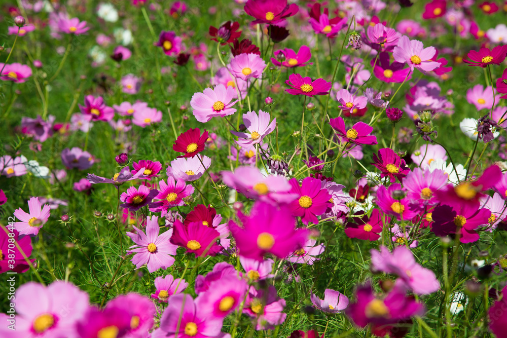 Fototapeta premium 秋の花 たくさんのコスモス 
